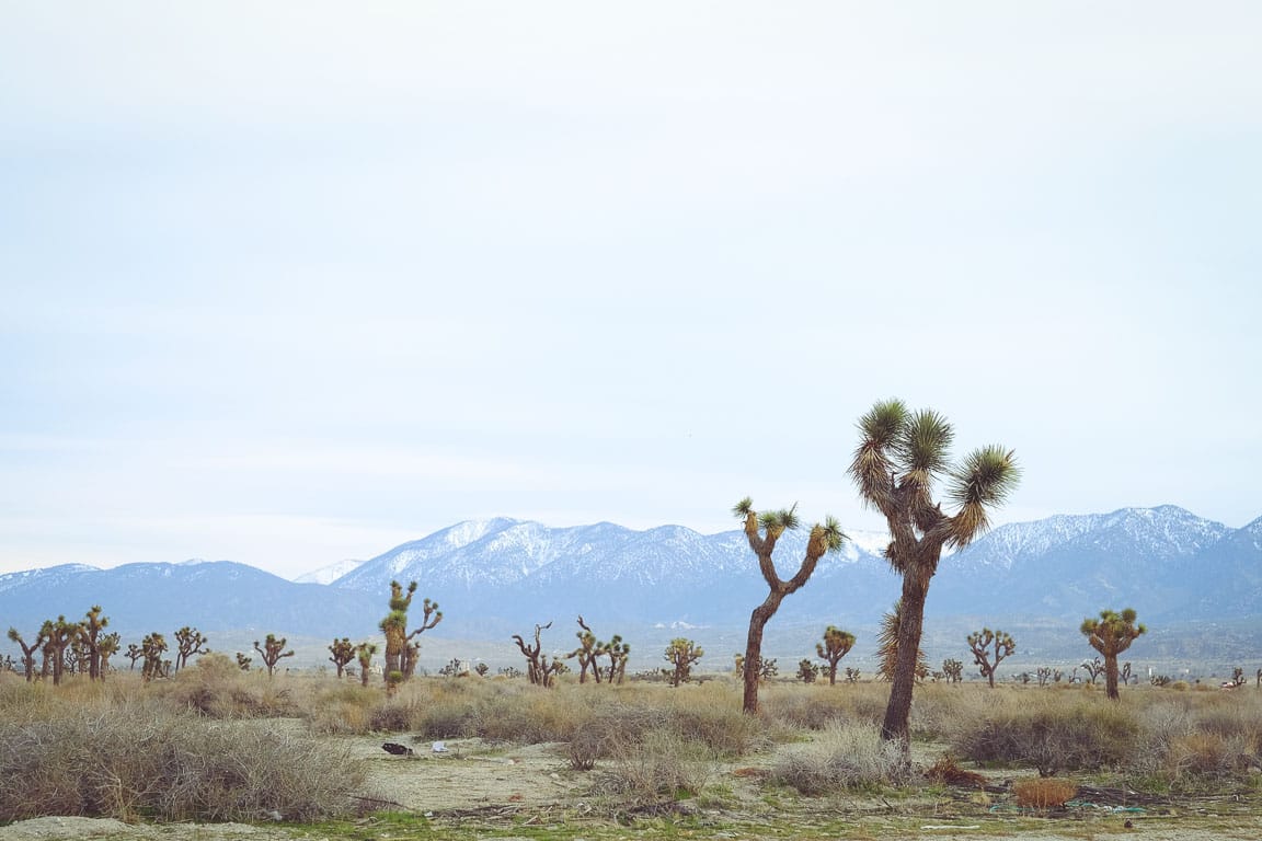 joshua-trees-and-mountains