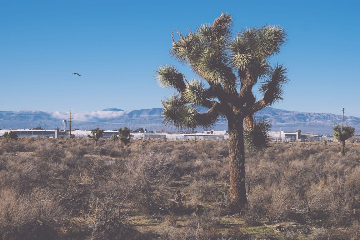 crow-and-joshua-tree