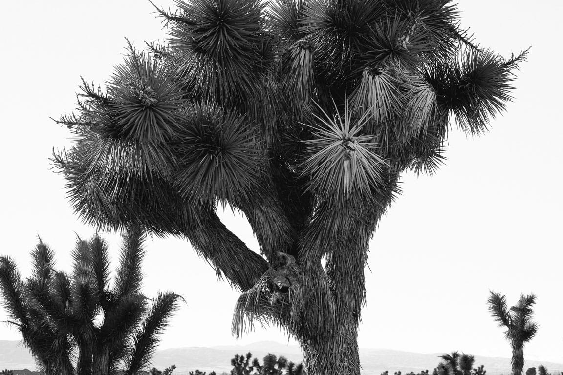 joshua-tree-436