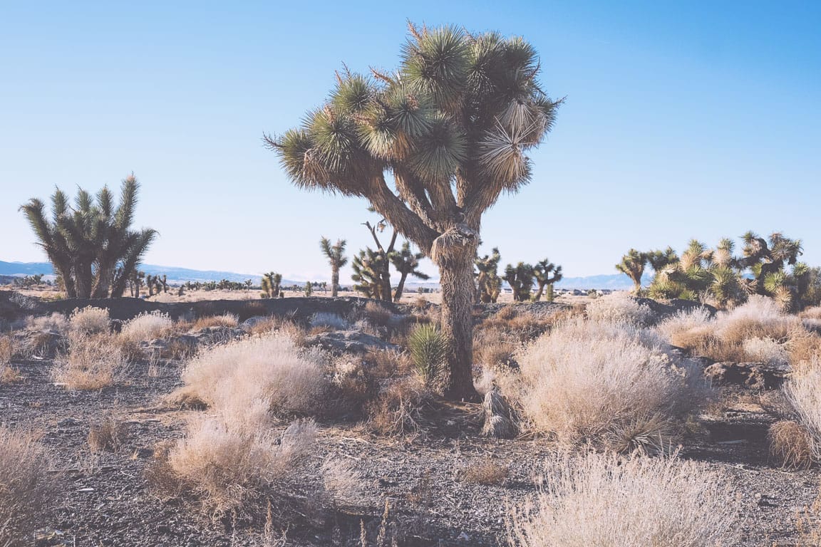 joshua-tree-439