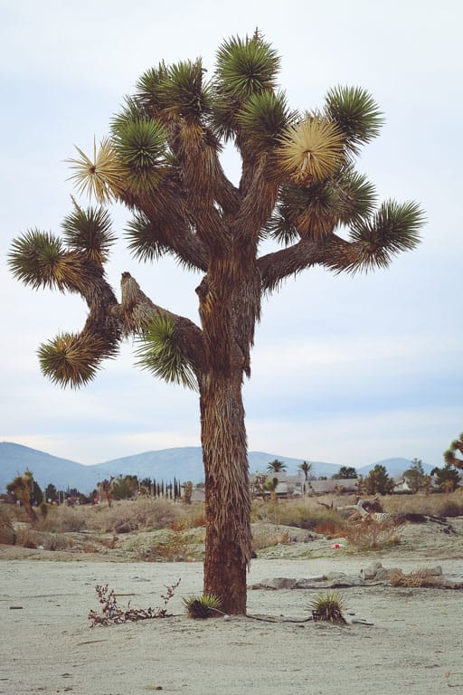 joshua-tree-530