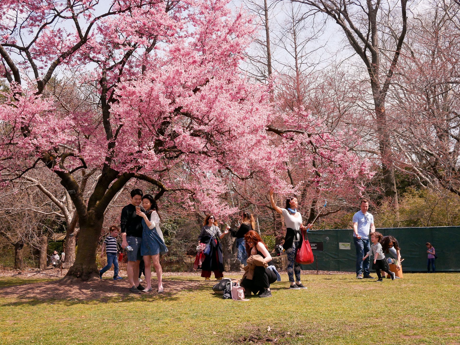 Brooklyn Botanic Garden