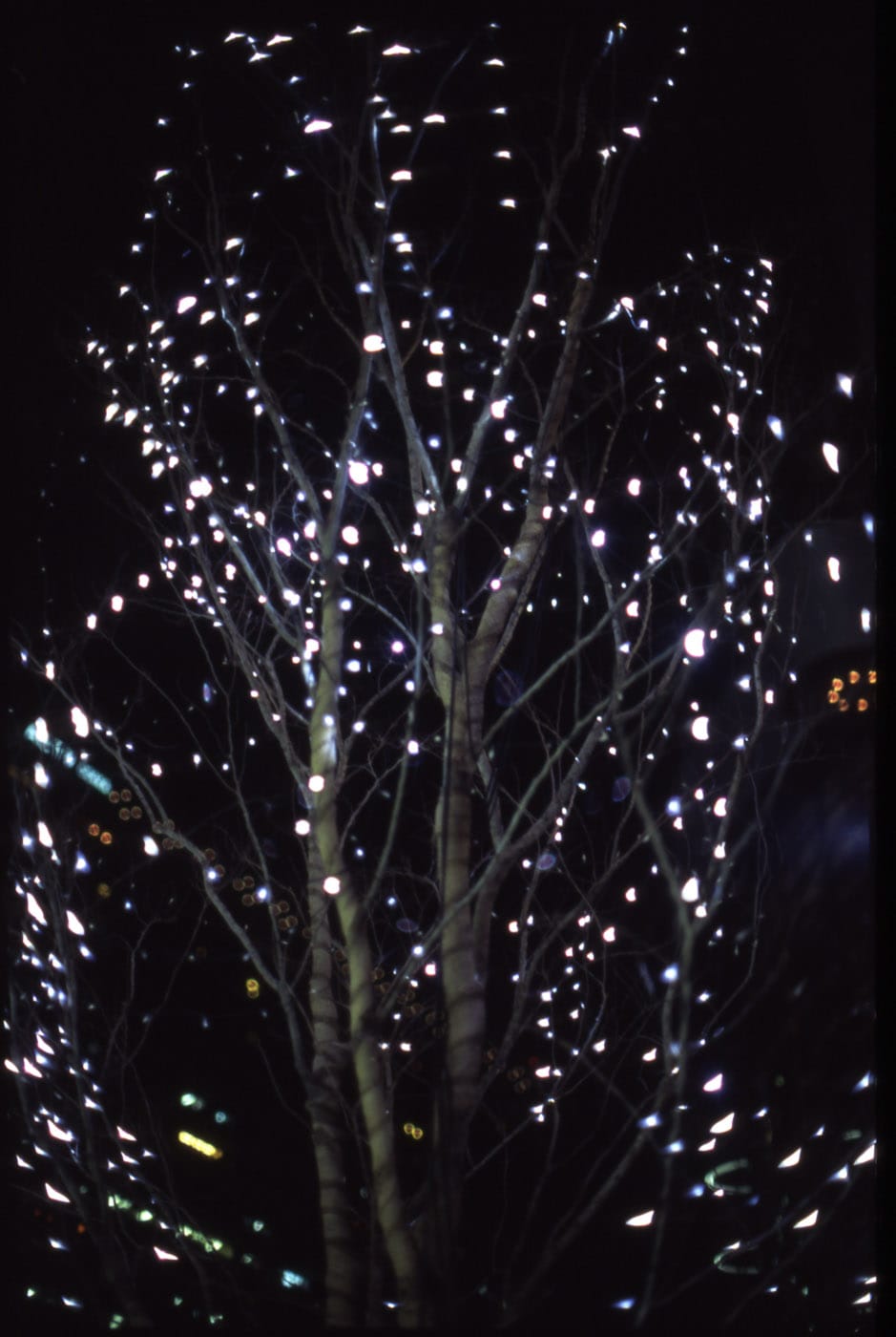 Lights-and-Tree