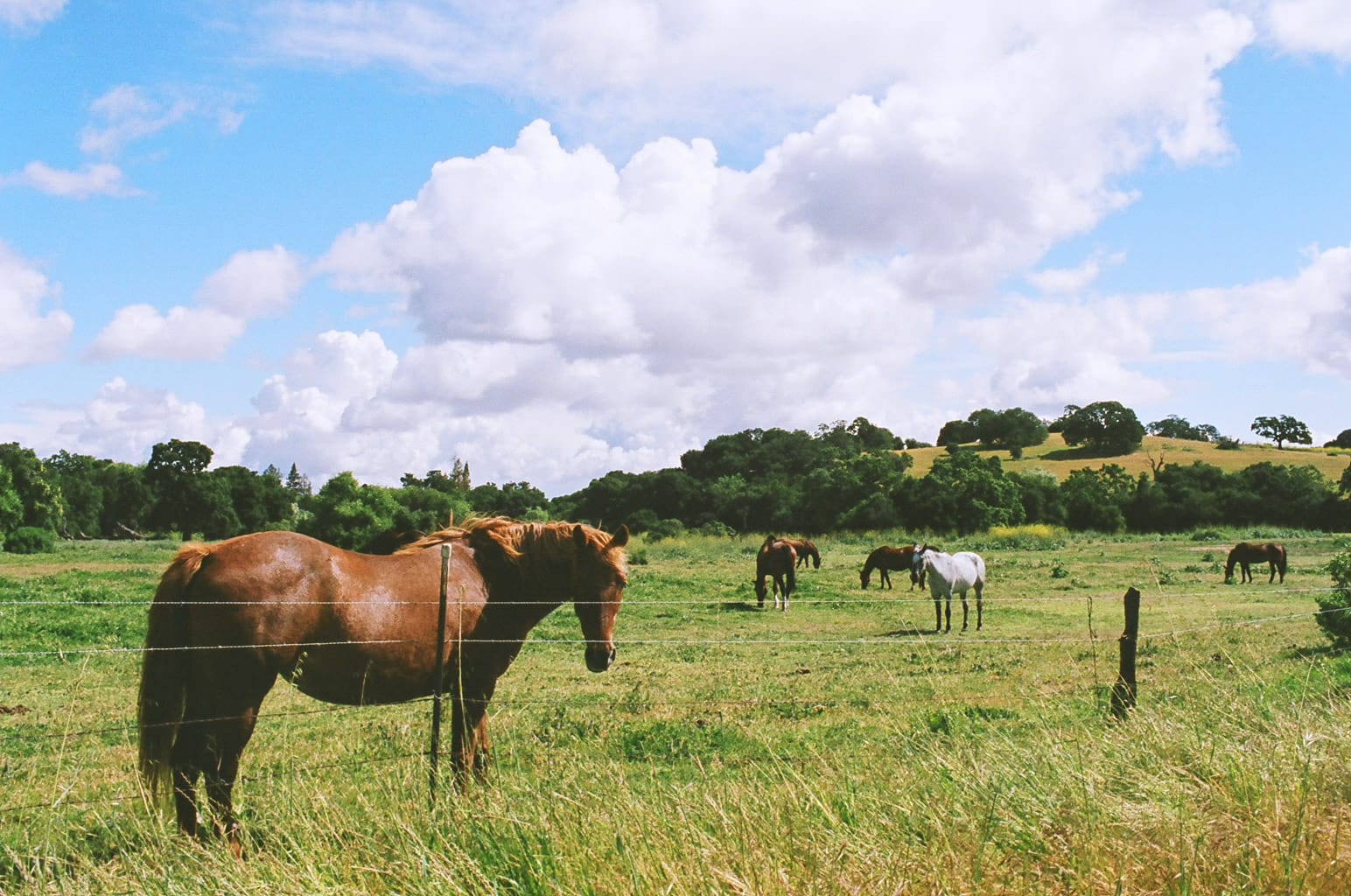 horses